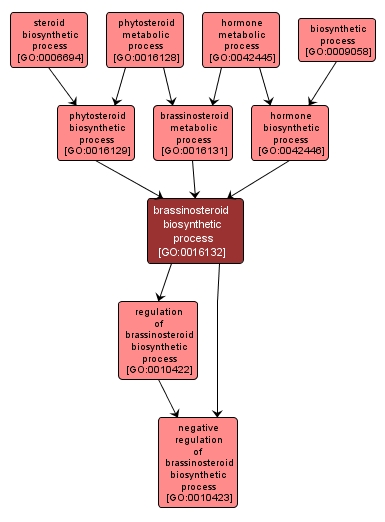 GO:0016132 - brassinosteroid biosynthetic process (interactive image map)