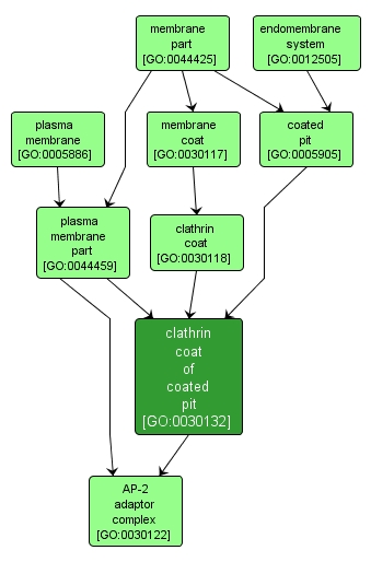 GO:0030132 - clathrin coat of coated pit (interactive image map)