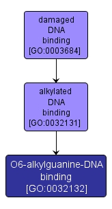 GO:0032132 - O6-alkylguanine-DNA binding (interactive image map)