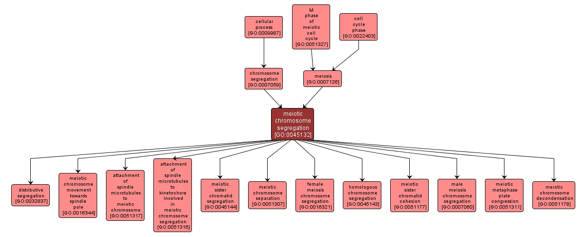 GO:0045132 - meiotic chromosome segregation (interactive image map)