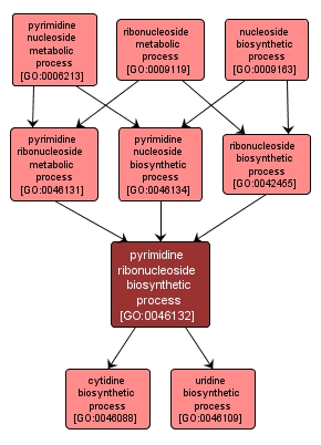 GO:0046132 - pyrimidine ribonucleoside biosynthetic process (interactive image map)