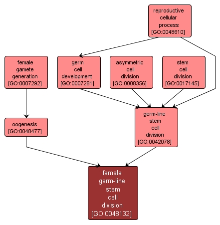 GO:0048132 - female germ-line stem cell division (interactive image map)