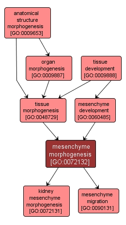 GO:0072132 - mesenchyme morphogenesis (interactive image map)