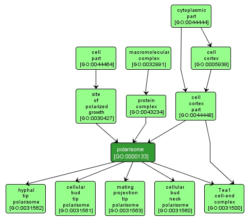 GO:0000133 - polarisome (interactive image map)