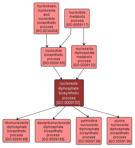 GO:0009133 - nucleoside diphosphate biosynthetic process (interactive image map)