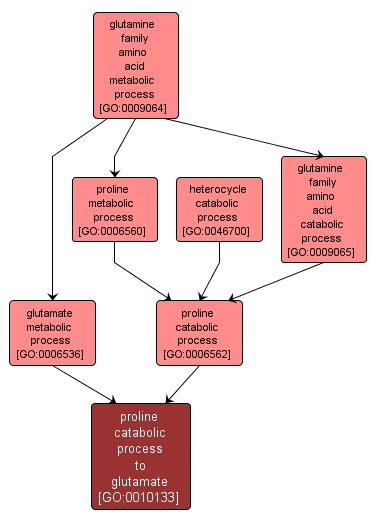 GO:0010133 - proline catabolic process to glutamate (interactive image map)