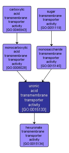 GO:0015133 - uronic acid transmembrane transporter activity (interactive image map)