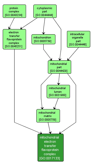 GO:0017133 - mitochondrial electron transfer flavoprotein complex (interactive image map)