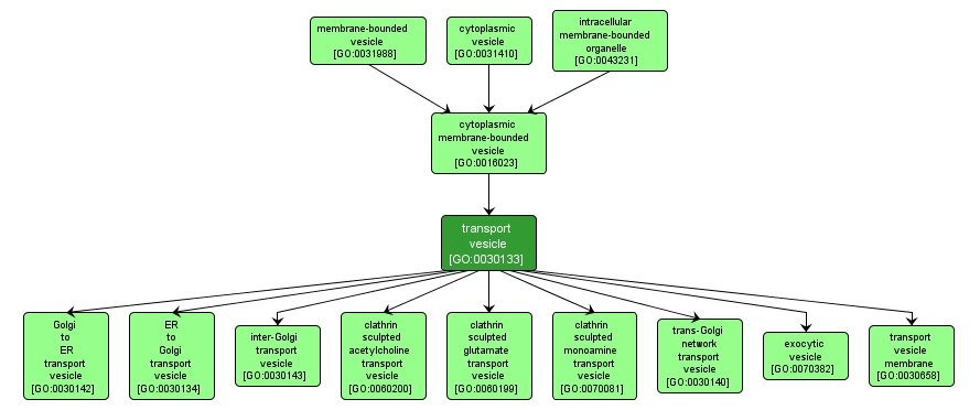 GO:0030133 - transport vesicle (interactive image map)