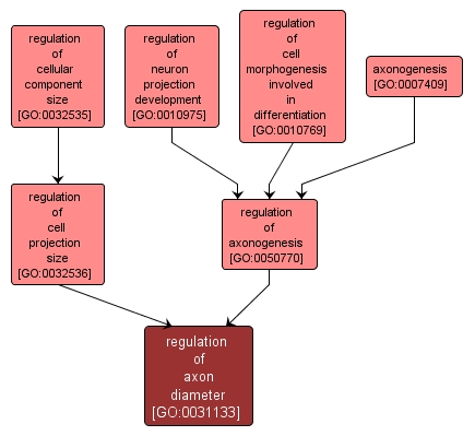 GO:0031133 - regulation of axon diameter (interactive image map)