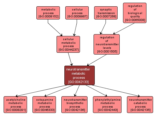 GO:0042133 - neurotransmitter metabolic process (interactive image map)