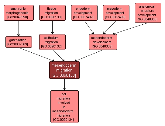 GO:0090133 - mesendoderm migration (interactive image map)