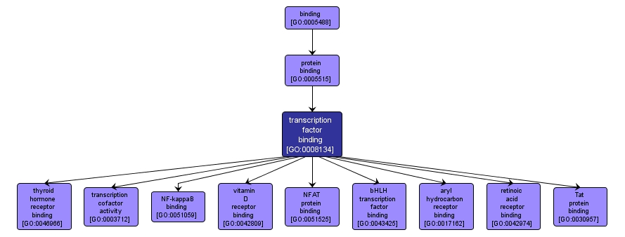 GO:0008134 - transcription factor binding (interactive image map)