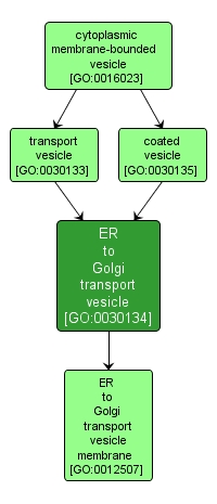 GO:0030134 - ER to Golgi transport vesicle (interactive image map)
