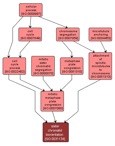 GO:0031134 - sister chromatid biorientation (interactive image map)