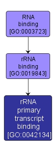 GO:0042134 - rRNA primary transcript binding (interactive image map)