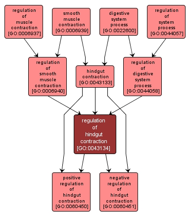 GO:0043134 - regulation of hindgut contraction (interactive image map)