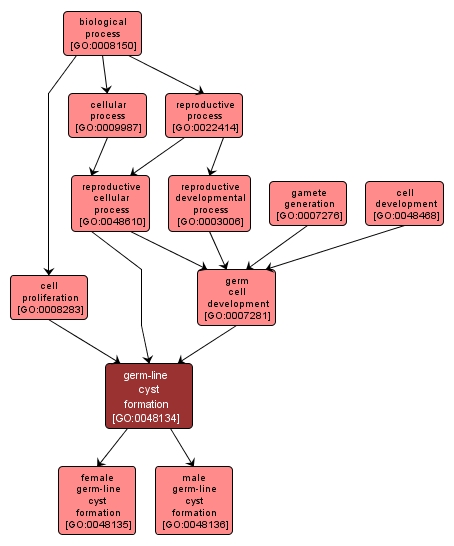 GO:0048134 - germ-line cyst formation (interactive image map)