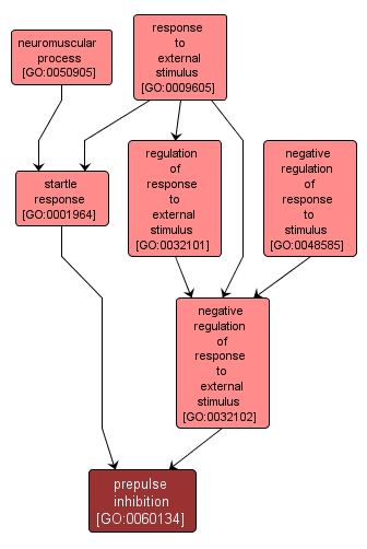 GO:0060134 - prepulse inhibition (interactive image map)