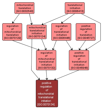 GO:0070134 - positive regulation of mitochondrial translational initiation (interactive image map)