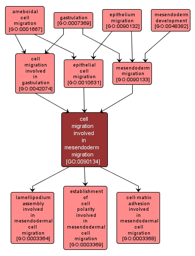 GO:0090134 - cell migration involved in mesendoderm migration (interactive image map)