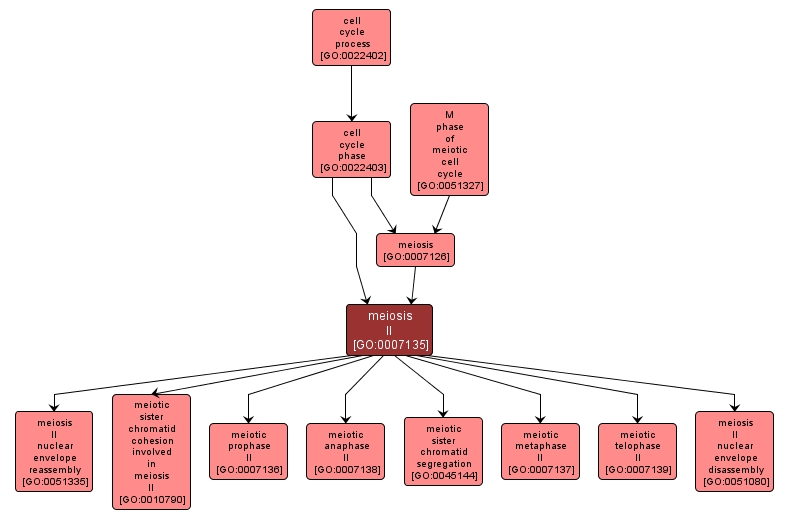 GO:0007135 - meiosis II (interactive image map)