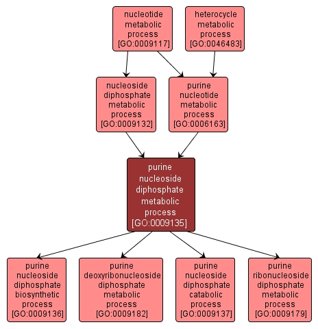 GO:0009135 - purine nucleoside diphosphate metabolic process (interactive image map)