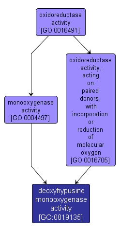 GO:0019135 - deoxyhypusine monooxygenase activity (interactive image map)