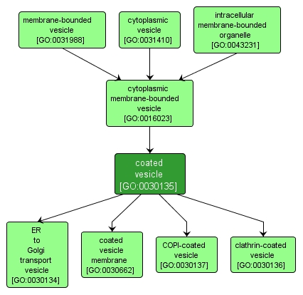 GO:0030135 - coated vesicle (interactive image map)