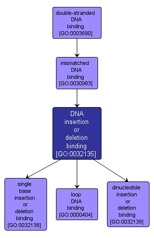 GO:0032135 - DNA insertion or deletion binding (interactive image map)