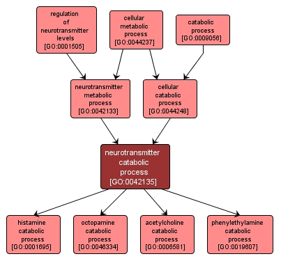 GO:0042135 - neurotransmitter catabolic process (interactive image map)