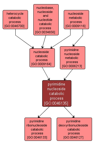 GO:0046135 - pyrimidine nucleoside catabolic process (interactive image map)