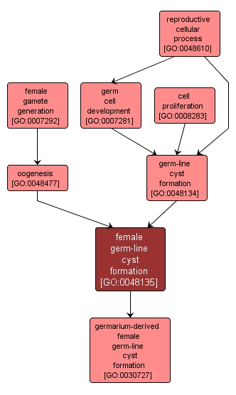 GO:0048135 - female germ-line cyst formation (interactive image map)