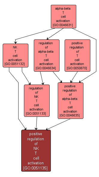 GO:0051135 - positive regulation of NK T cell activation (interactive image map)