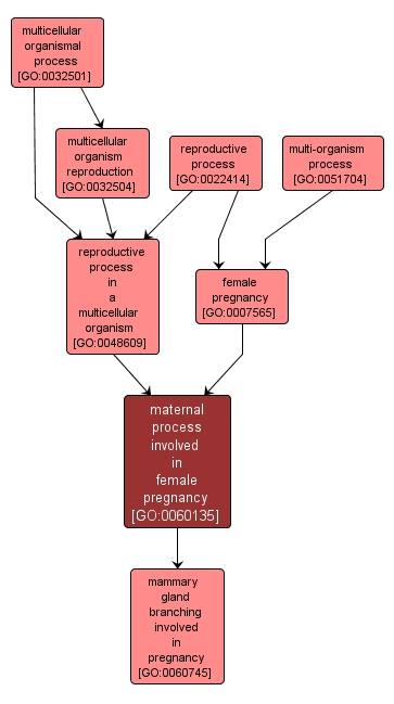 GO:0060135 - maternal process involved in female pregnancy (interactive image map)