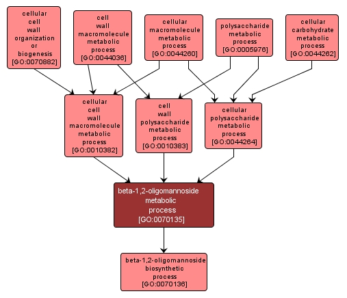 GO:0070135 - beta-1,2-oligomannoside metabolic process (interactive image map)