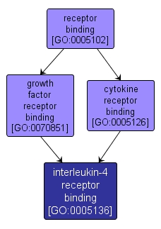 GO:0005136 - interleukin-4 receptor binding (interactive image map)