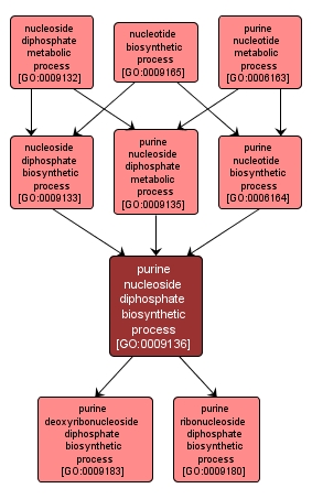 GO:0009136 - purine nucleoside diphosphate biosynthetic process (interactive image map)