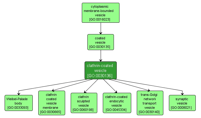 GO:0030136 - clathrin-coated vesicle (interactive image map)