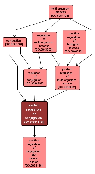 GO:0031136 - positive regulation of conjugation (interactive image map)