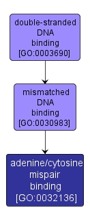 GO:0032136 - adenine/cytosine mispair binding (interactive image map)