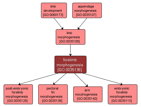 GO:0035136 - forelimb morphogenesis (interactive image map)