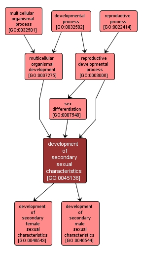 GO:0045136 - development of secondary sexual characteristics (interactive image map)