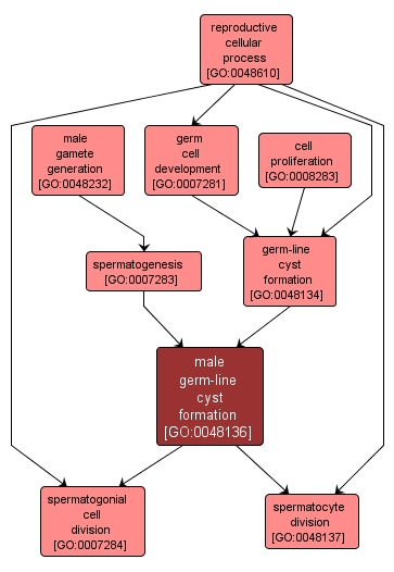 GO:0048136 - male germ-line cyst formation (interactive image map)