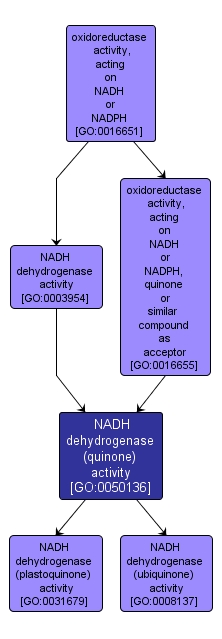 GO:0050136 - NADH dehydrogenase (quinone) activity (interactive image map)