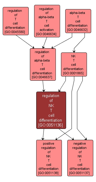 GO:0051136 - regulation of NK T cell differentiation (interactive image map)