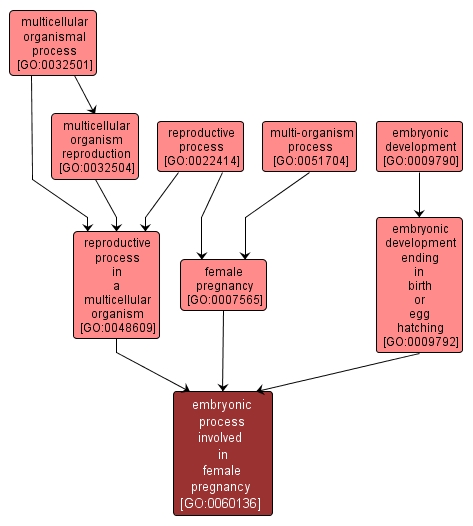 GO:0060136 - embryonic process involved in female pregnancy (interactive image map)