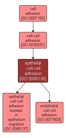 GO:0090136 - epithelial cell-cell adhesion (interactive image map)
