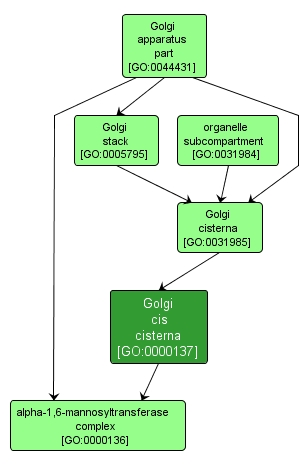 GO:0000137 - Golgi cis cisterna (interactive image map)