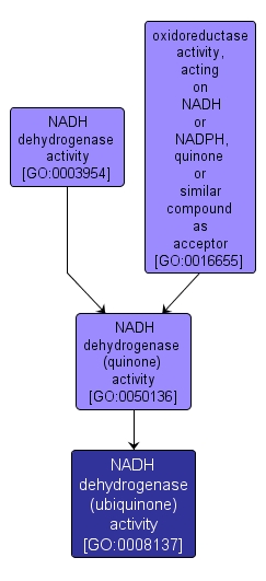 GO:0008137 - NADH dehydrogenase (ubiquinone) activity (interactive image map)